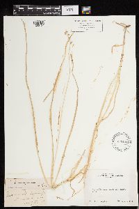 Carex deweyana image
