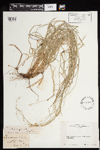 Carex deweyana image
