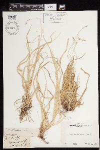 Carex deweyana image