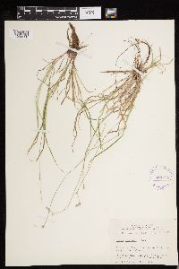 Carex deweyana image