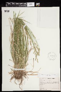 Carex deweyana image