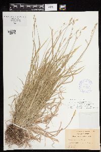 Carex deweyana image