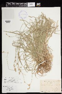 Carex deweyana image