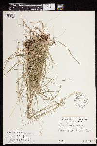 Carex deweyana image