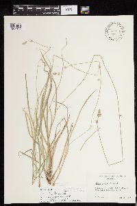Carex deweyana image