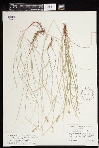Carex deweyana image