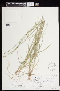 Carex deweyana image