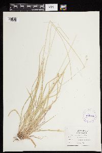 Carex deweyana image