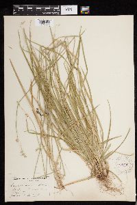 Carex deweyana image