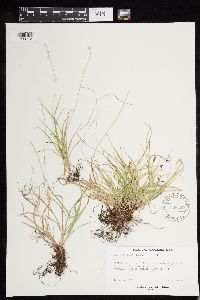 Carex deweyana image