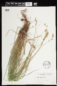 Carex deweyana image