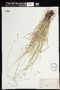 Carex deweyana image