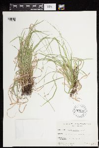 Carex deweyana image