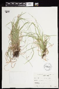 Carex deweyana image