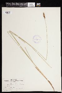 thumbnail image of current specimen