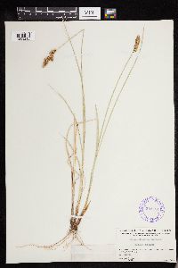 thumbnail image of current specimen