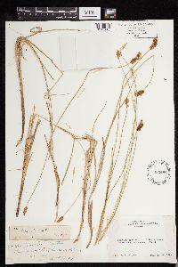 Thumbnail image of current specimen