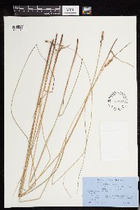 thumbnail image of current specimen