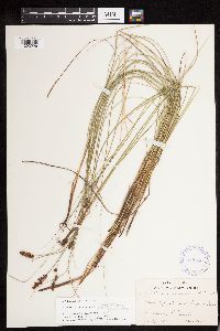 thumbnail image of current specimen
