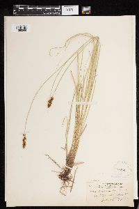thumbnail image of current specimen