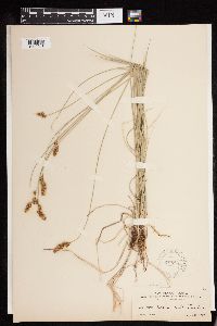 thumbnail image of current specimen