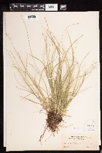 Carex disperma image