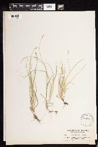 Carex disperma image