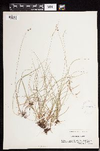 Carex disperma image