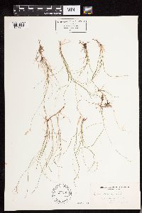 Carex disperma image
