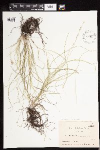 Carex disperma image