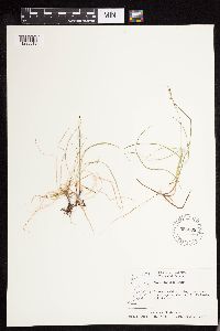 Carex disperma image