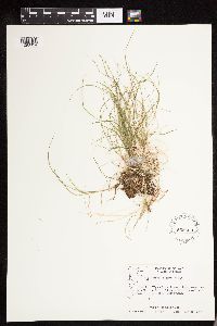 Carex disperma image