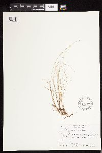 Carex disperma image
