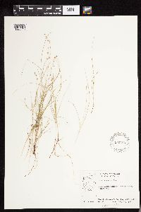 Carex disperma image
