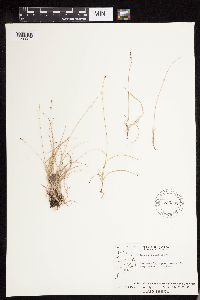 Carex disperma image