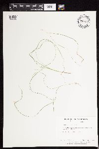 Carex disperma image
