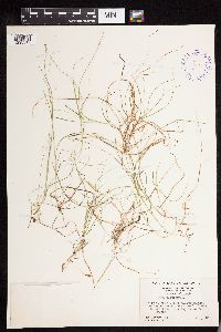 Carex disperma image