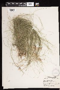 Carex disperma image