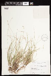Carex disperma image