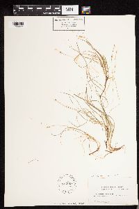 Carex disperma image