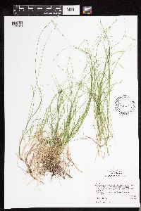 Carex disperma image