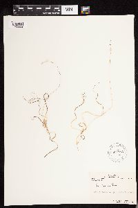 Carex disperma image