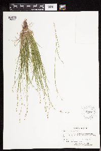 Carex disperma image