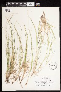 Carex disperma image