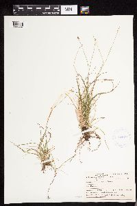Carex disperma image