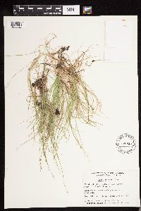 Carex disperma image