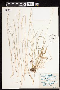 Carex disperma image