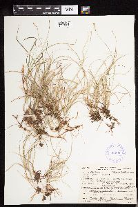 Carex disperma image