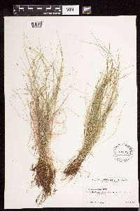 Carex disperma image