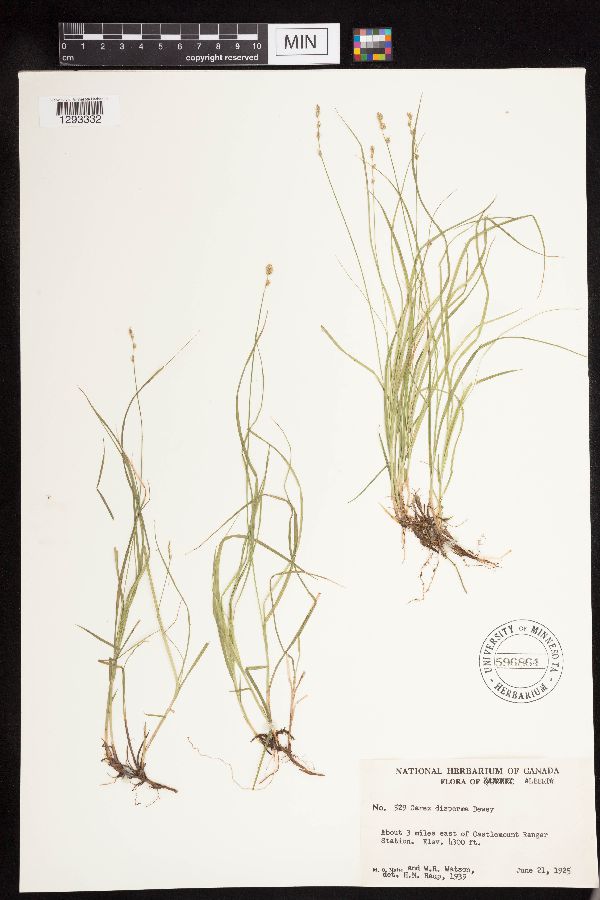 Carex disperma image